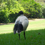 Ibis d'Australie