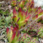 Sempervivum montanum