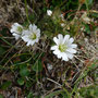 Cerastium arcticum