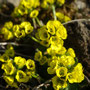 Draba oxycarpa