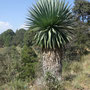 Furcraea parmentieri (endémique)