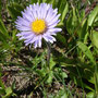 Erigeron multiradiatus ssp ?