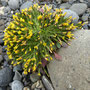 Crepis nana (Alpine Hawk's Beard)