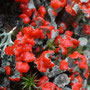 Cladonia diversa (groupe coccifera)