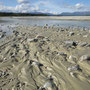Tanana river