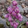Senecio roseus (endémique)