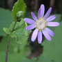 Pericallis tussilaginis