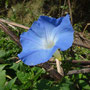 Ipomoea tricolor (Amérique centrale)