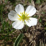 Ranunculus kuepferi