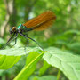 Calopterix vierge