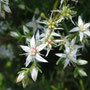 Sedum bourgaei (endémique)