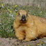 Marmotte à longue queue