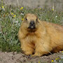 Marmotte à longue queue
