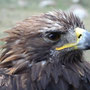 Aigle royal