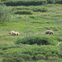 Grizzlys