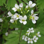 Arabis alpina