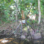 Araignée Nephila