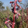 Echeveria gibbiflora