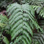 Woodwardia radicans