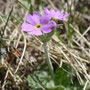 Primula farinosa