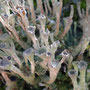 Cladonia chlorophaea (forme étagée)
