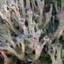 Cladonia chlorophaea (forme étagée)