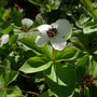 Cornus canadensis (Bunchberry)