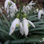 Perce-neige (Galanthus nivalis)