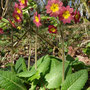 Primevère élevée (Primula elatior)
