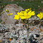 Potentilla hololeuca