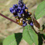 Monnina ciliolata (subendémique)