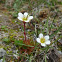 Saxifraga cespitosa