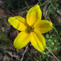 Bidens serrulata (endémique)