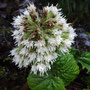 Pétasite blanc (Petasites albus)
