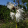 Linaigrette grêle (Eriophorum gracile)