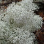 Cladonia stellaris (espèce très rare en France)