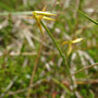 Laîche pauciflore (Carex pauciflora)