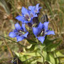 Gentiana septemfida