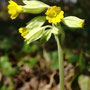Coucou (Primula veris)