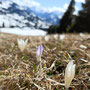 KrokusBlume 