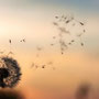 pusteblume