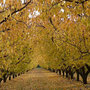 French language holidays, automne - fall - Herbst