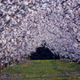 French language holidays, printemps -spring - Frühling 