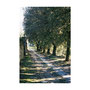 Cortona, 2006