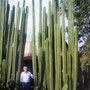 Otro de los orgullos de don Bruno son los cactus (conocidos como organos) que sembró hace 18 años en su casa, ahora con una altura de mas de 6 metros. Antiguamente la gente delimitaba su terreno con organos, era un distintivo de la comunidad.