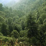El bosque.