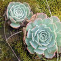 Hermosa flor de montaña.