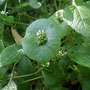 Xicoxochitl (Flor en el ombligo).