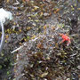 Extraño amigo de la montaña.