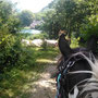 Balade à poney au lac d'Orgeix